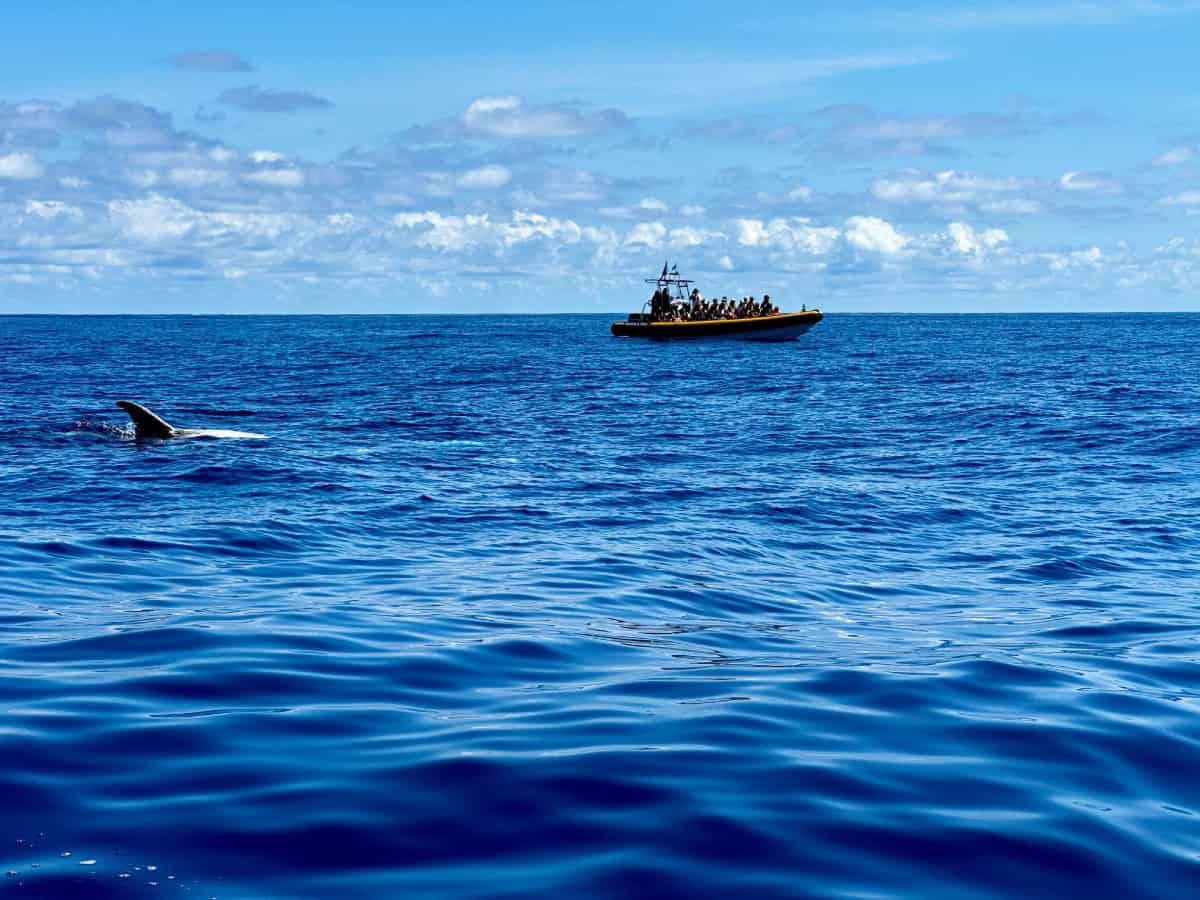 Whale watching in the Azores