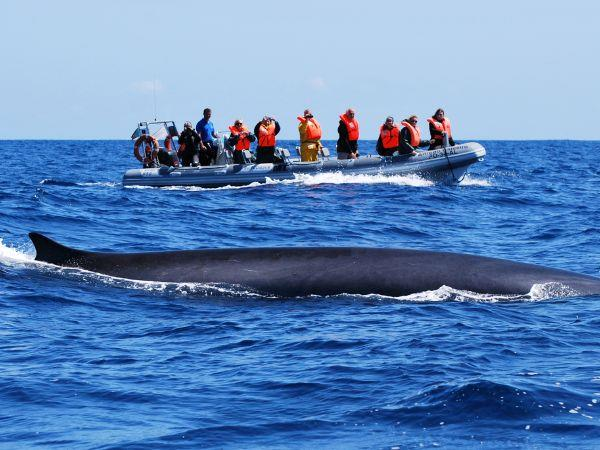 Whale Watching in São Miguel