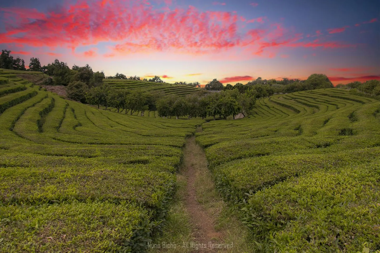 Gorreana Tea Plantation