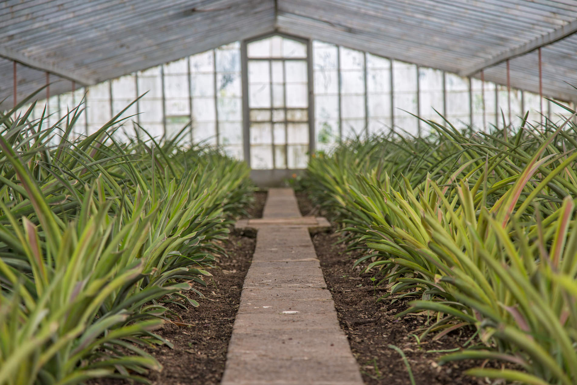 Pineapple Plantation