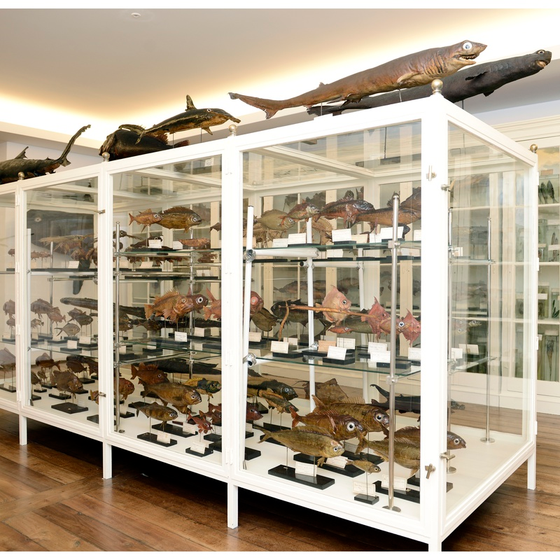 Carlos Machado Museum