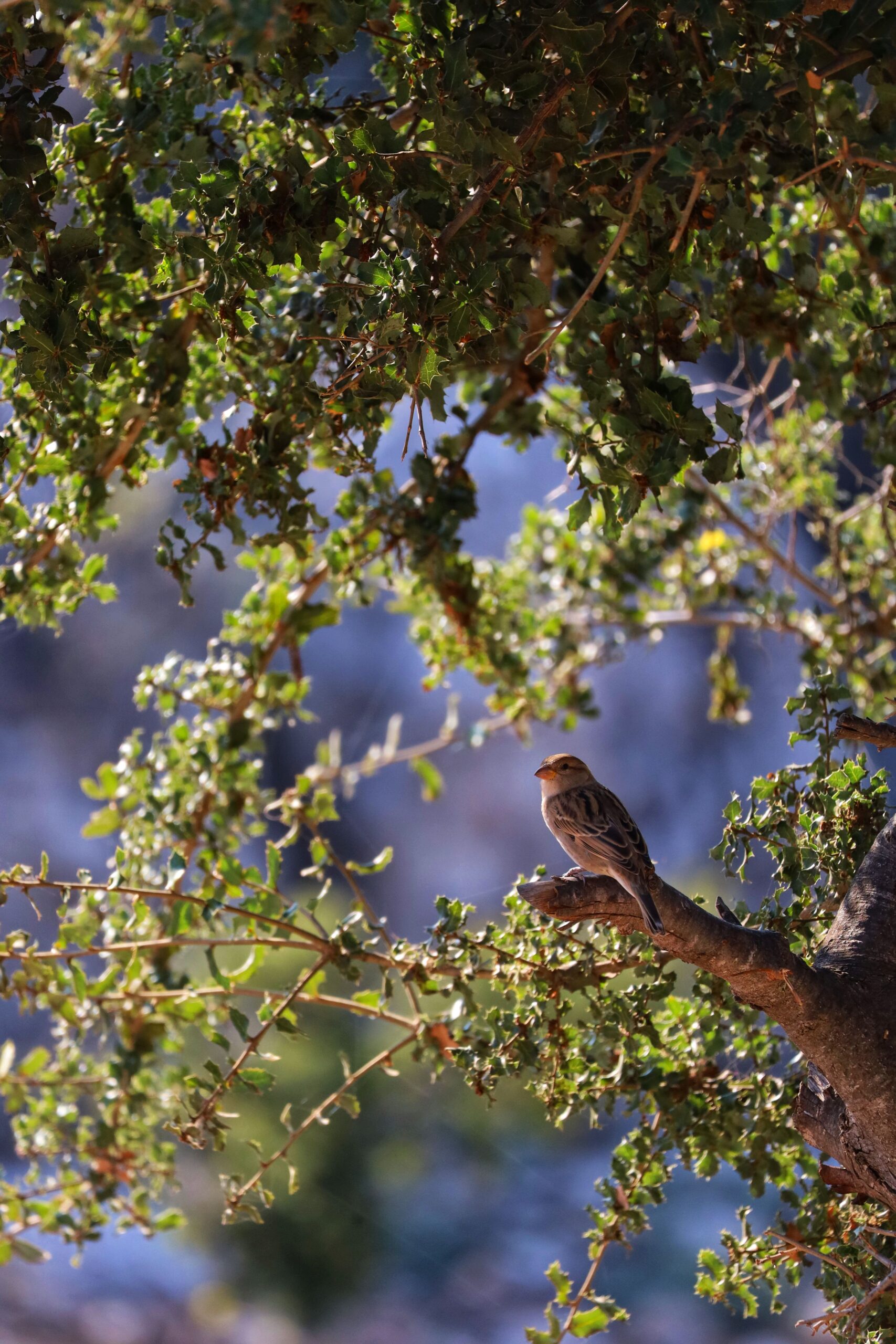 Birdwatching and Wildlife Experiences